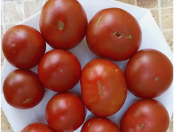 Томат Гном Лапа кенгуру коричневый, (Dwarf Kangaroo Paw Brown)