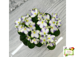 Марина Цветаева (А.Басенина) 2017 г. химера (укоренённый пасынок)