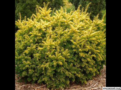 Тис Ягодный - Baccata