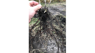 Корневая система саженца крыжовника.