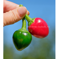 Перец острый Jalapeno Bomb F5, 10 шт