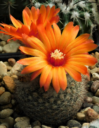 Parodia malyana aff. VG-1339 - сеянец (D=10-15 мм)