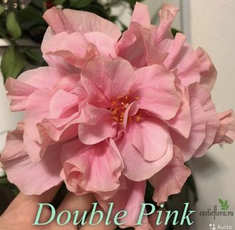 Гибискус Double Pink