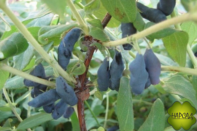 Жимолость "Нимфа" (очень сладкая, с небольшой горчинкой)