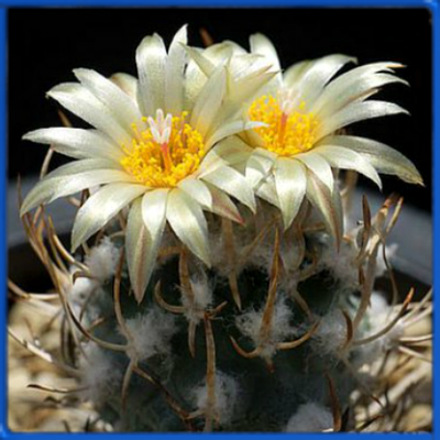 Turbinicarpus flaviflorus TCG 13001