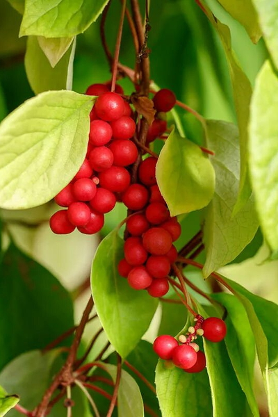 Лимонник китайский