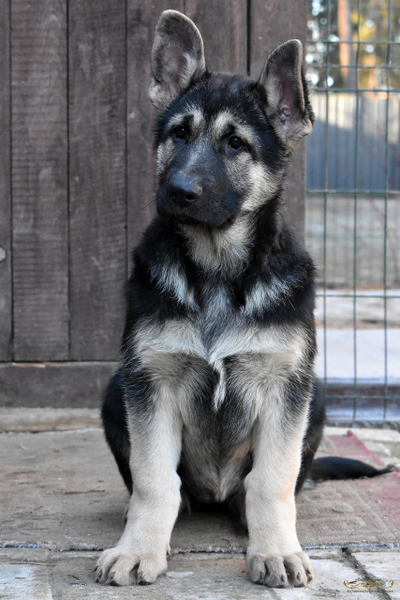 Гордость Питера Белона и Буря