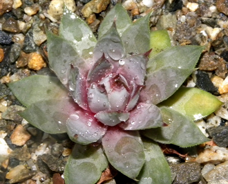 Sempervivum 'AMETHYST’ - розетка