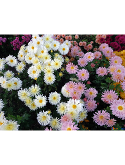 Хризантема в ассорт.