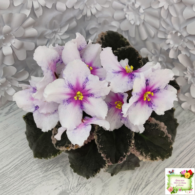 Dn-Love Time (Д. Денисенко) 2021 г.