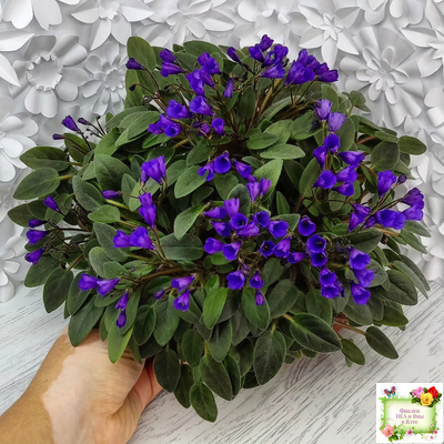 Vallarta Campanas Moradas (G.Beck) трейлер