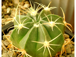 Ferocactus macrodiscus (D=50mm)