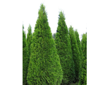 Туя западная Смарагд (Thuja occidentalis Smaragd) (30-40/3л)