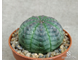 Euphorbia obesa