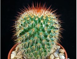 Mammillaria Spinosissima