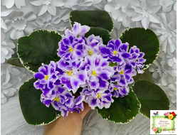 ВаТ-Монарх (Т. Валькова) 2016 г.