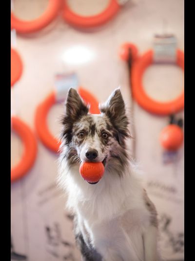 Doglike Мяч  малый (Оранжевый)