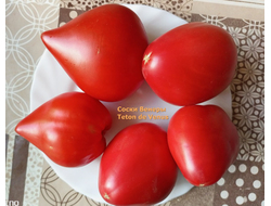 Томат Сосок Венеры (Teton de Venus, Франция)