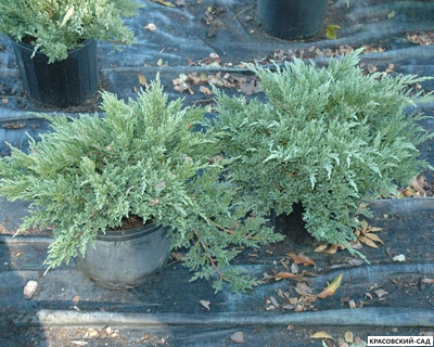 Можжевельник Пфитцериана Глаука - Pfitzeriana Glauca