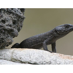 Черный поясохвост (Cordylus niger)