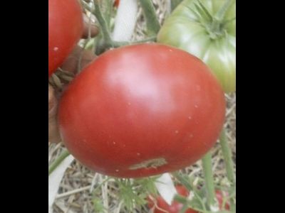 Томат Самые лучшие