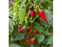 Перец острый Халапеньо ранний (Jalapeno Early)