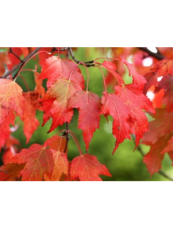 Клен Гиннала