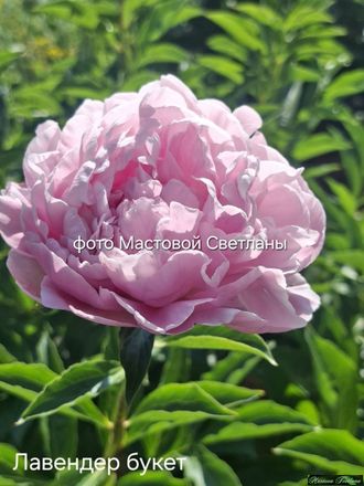 Paeonia LAVENDER BOUQUET
