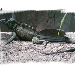 Агама парусная амбойнская (Hydrosaurus amboinensis)