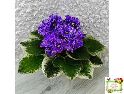 ВаТ-Ливень (Т.Валькова) 2018 г.