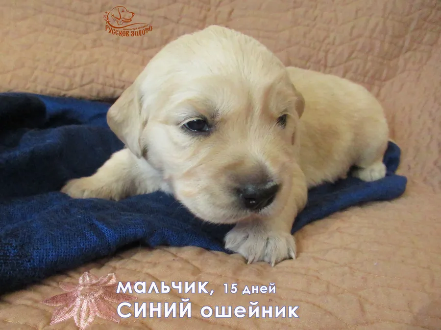 Мальчик с синим ошейничком, 15 дней