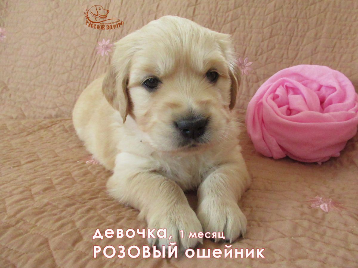 РЗ Палитра Весны, девочка розовый ошейничек, 1 мес