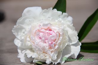 Paeonia Mme de Verneville