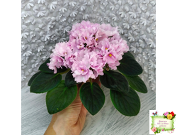 Hunter's Vertigo (K. Muzalewski) (лист укоренённый)