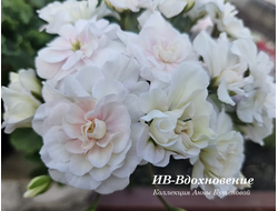 Пеларгония ИВ-Вдохновение