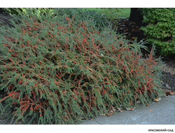 Кизильник горизонтальный - Horizontalis