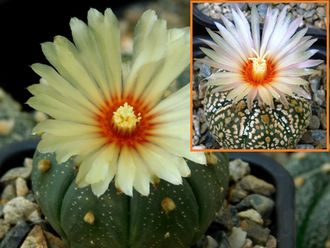 Astrophytum ASNUD cv.Kitsukow Х A. asterias (best nice A) - 5 семян