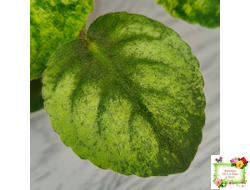 СВ-Город Солнечногорск (О.Емельянова) 2023 г. трейлер