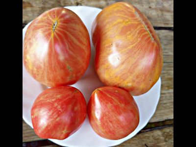 Томат Розовое сердце Пессака полосатое (Coeur Rose de Pessac Stripe )