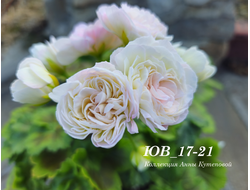 Пеларгония ЮВ_17.21