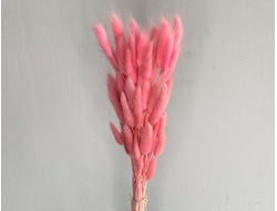 Лагурус румяно-розовый