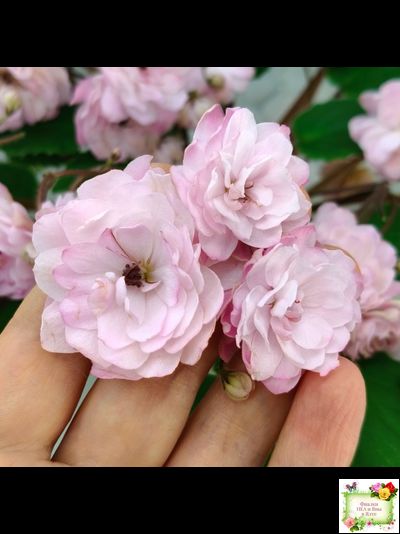 Lituanika (Būtienė) трейлер