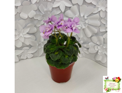 Fay's Madeleine (F. Wagman) 12/22/2008 (гёрл-лист)