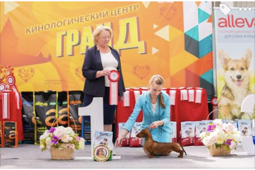 4 Группа FCI / BEST IN GROUP 4 FCI 1 место ТАКСА МИНИАТЮРНАЯ ГЛАДКОШЕРСТНАЯ MINIDOGLAND ACE IN THE HOLE