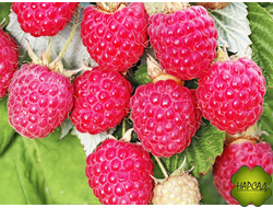 МАЛИНА "Турмалин" (СРЕДНЕПОЗДНЯЯ, устойчива к жуку)