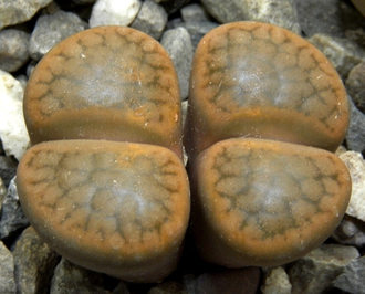 Lithops hookeri v.subfenestrata C175 (MG-1616.68)