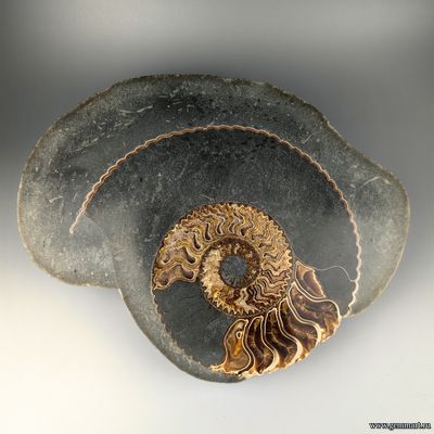 Аммонит, половинка, полированный срез. Россия. 360*280*90мм
