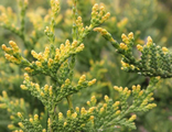 Туя западная Ауреоспиката (Thuja occidentalis Aureospicata)(40-60\3л)