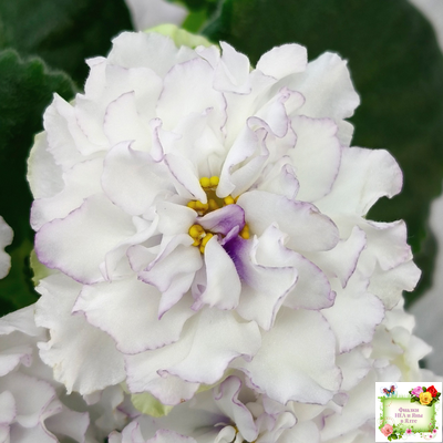 РМ-Прекрасный Жемчуг (Н. Скорнякова) 2022 г.