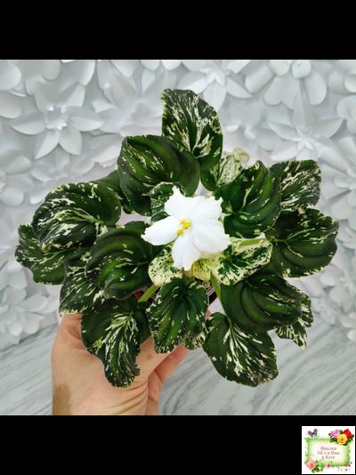 LV-Зюзя (Л. Шевелева) 2025 г. трейлер (клакамас пестролистный)